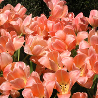 The Philadelphia Flower Show